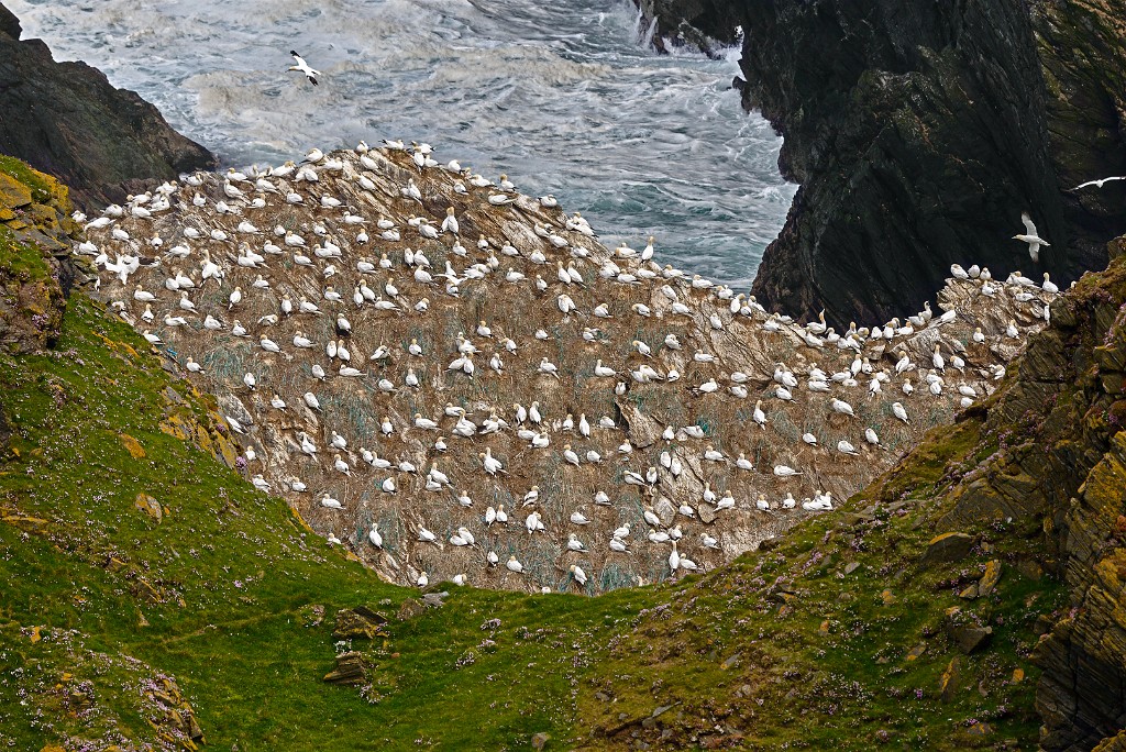 Shetland 214 copia
